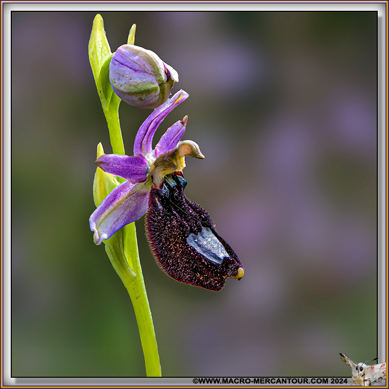 Ophrys Aurelia